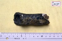 藏品(肋骨)的圖片